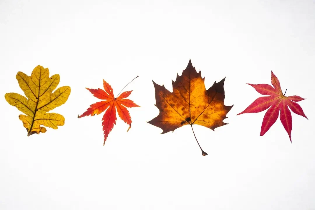 Four coloured leaves from the fall